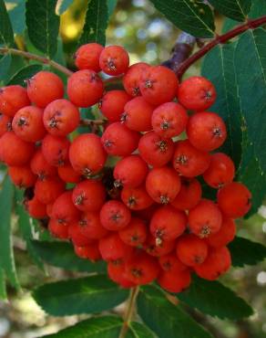 Fotografia 6 da espécie Sorbus aucuparia no Jardim Botânico UTAD