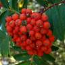 Fotografia 6 da espécie Sorbus aucuparia do Jardim Botânico UTAD