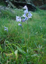 Fotografia da espécie Hyacinthoides hispanica