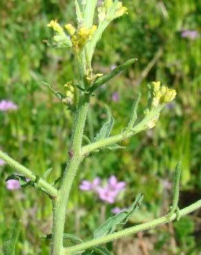 Fotografia 3 da espécie Sisymbrium officinale no Jardim Botânico UTAD