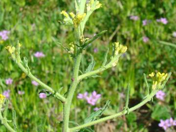 Fotografia da espécie Sisymbrium officinale