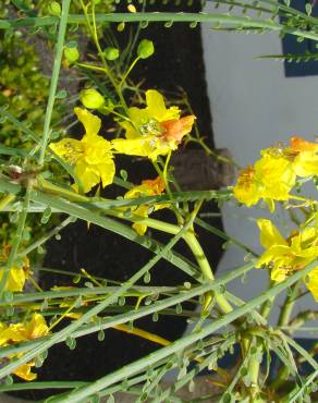 Fotografia 3 da espécie Parkinsonia aculeata no Jardim Botânico UTAD