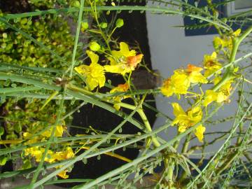 Fotografia da espécie Parkinsonia aculeata