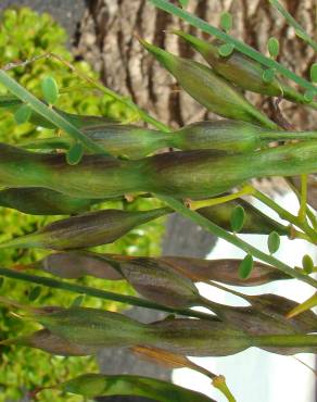 Fotografia 5 da espécie Parkinsonia aculeata no Jardim Botânico UTAD