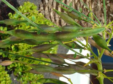 Fotografia da espécie Parkinsonia aculeata