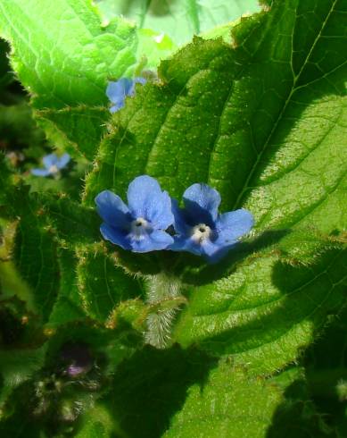 Fotografia de capa Pentaglottis sempervirens - do Jardim Botânico