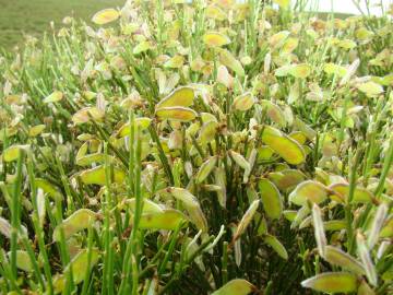 Fotografia da espécie Cytisus oromediterraneus