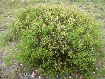 Fotografia da espécie Cytisus oromediterraneus