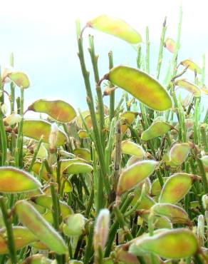 Fotografia 4 da espécie Cytisus oromediterraneus no Jardim Botânico UTAD