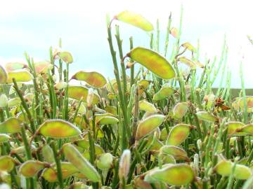 Fotografia da espécie Cytisus oromediterraneus