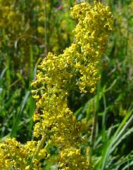 Galium verum subesp. verum