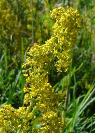 Fotografia da espécie Galium verum subesp. verum