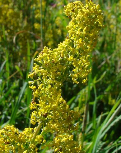 Fotografia de capa Galium verum subesp. verum - do Jardim Botânico