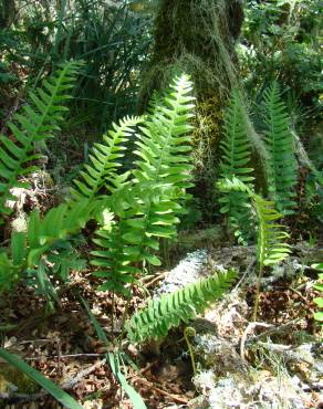 Fotografia 3 da espécie Polypodium interjectum no Jardim Botânico UTAD