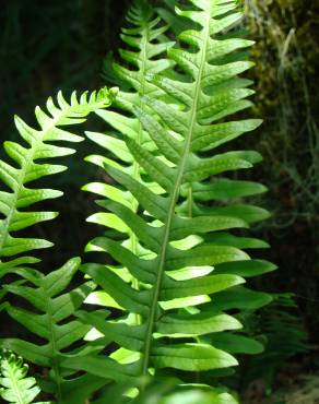 Fotografia 4 da espécie Polypodium interjectum no Jardim Botânico UTAD