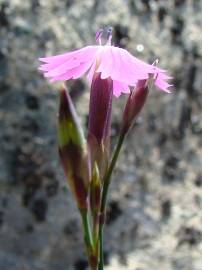 Fotografia da espécie Dianthus laricifolius subesp. laricifolius