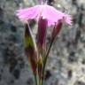 Fotografia 2 da espécie Dianthus laricifolius subesp. laricifolius do Jardim Botânico UTAD