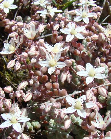 Fotografia de capa Sedum brevifolium - do Jardim Botânico