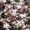 Fotografia 1 da espécie Sedum brevifolium do Jardim Botânico UTAD