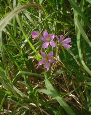 Fotografia 3 da espécie Oxalis debilis var. corymbosa no Jardim Botânico UTAD