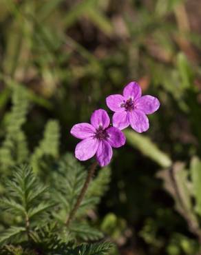 Fotografia 1 da espécie Erodium malacoides no Jardim Botânico UTAD