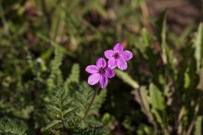 Fotografia da espécie Erodium malacoides