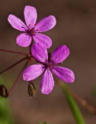 Erodium malacoides