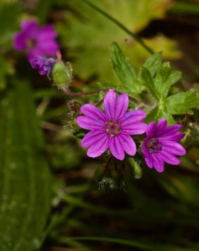 Fotografia de capa Geranium molle subesp. molle - do Jardim Botânico