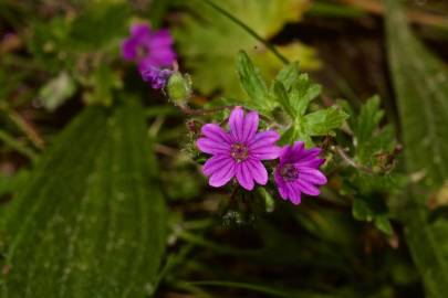 Fotografia da espécie Geranium molle subesp. molle