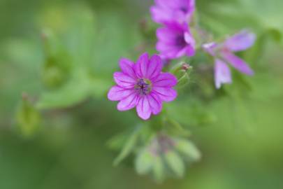 Fotografia da espécie Geranium molle subesp. molle