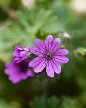 Fotografia 4 da espécie Geranium molle subesp. molle no Jardim Botânico UTAD