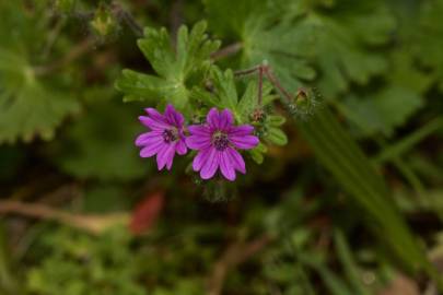 Fotografia da espécie Geranium molle subesp. molle