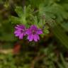 Fotografia 5 da espécie Geranium molle subesp. molle do Jardim Botânico UTAD