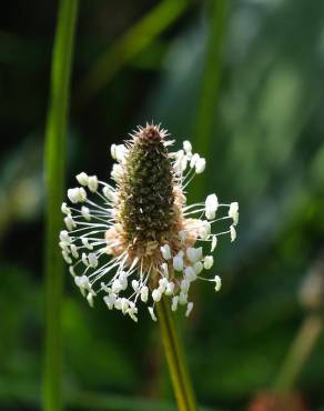 Fotografia 1 da espécie Plantago lanceolata no Jardim Botânico UTAD