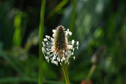 Fotografia da espécie Plantago lanceolata