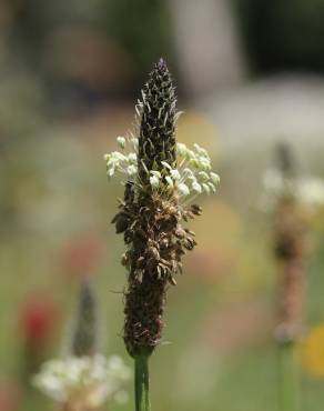 Fotografia 3 da espécie Plantago lanceolata no Jardim Botânico UTAD