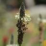 Fotografia 3 da espécie Plantago lanceolata do Jardim Botânico UTAD