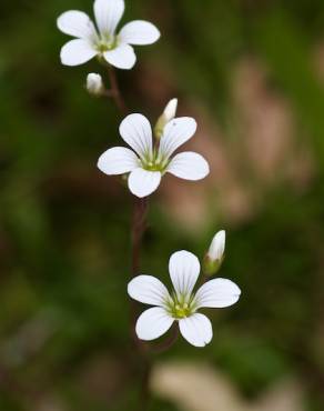 Fotografia 2 da espécie Saxifraga granulata no Jardim Botânico UTAD