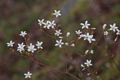 Fotografia da espécie Saxifraga granulata