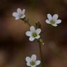 Fotografia 4 da espécie Saxifraga granulata do Jardim Botânico UTAD