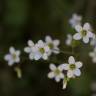 Fotografia 5 da espécie Saxifraga granulata do Jardim Botânico UTAD