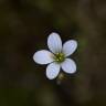 Fotografia 6 da espécie Saxifraga granulata do Jardim Botânico UTAD