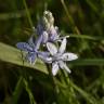 Fotografia 5 da espécie Scilla monophyllos do Jardim Botânico UTAD