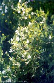 Fotografia da espécie Vicia lutea subesp. lutea var. lutea