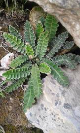 Fotografia da espécie Asplenium ceterach