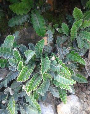 Fotografia 4 da espécie Asplenium ceterach no Jardim Botânico UTAD