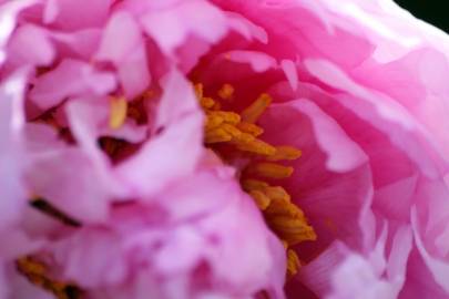 Fotografia da espécie Paeonia officinalis subesp. microcarpa