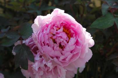 Fotografia da espécie Paeonia officinalis subesp. microcarpa