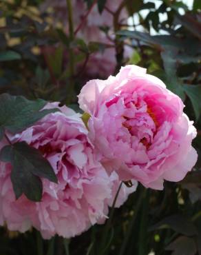 Fotografia 7 da espécie Paeonia officinalis subesp. microcarpa no Jardim Botânico UTAD