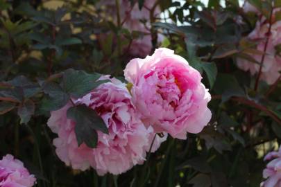 Fotografia da espécie Paeonia officinalis subesp. microcarpa